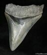 Killer Inch Bone Valley Megalodon Tooth #927-1